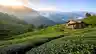 Guria by Car: Tea & Mountains