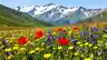 Georgia's Wildflower Season Guide